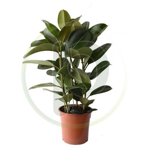 Ficus Robusta 3pp 130 cm
