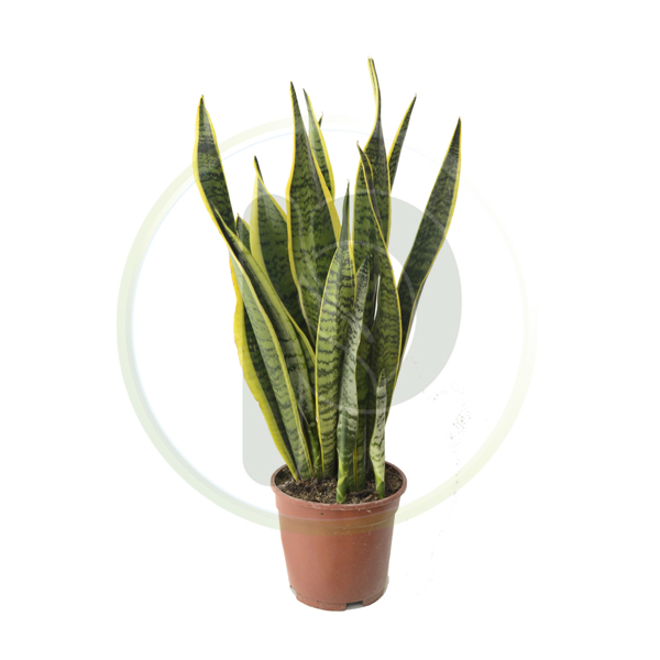 Sansevieria Trifasciata Laurentii