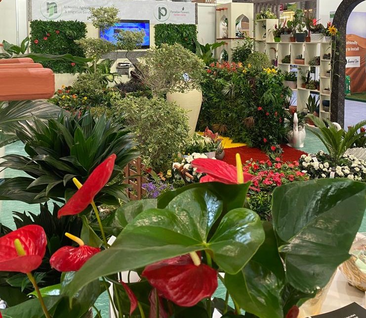 Indoor and outdoor plants in Qatar