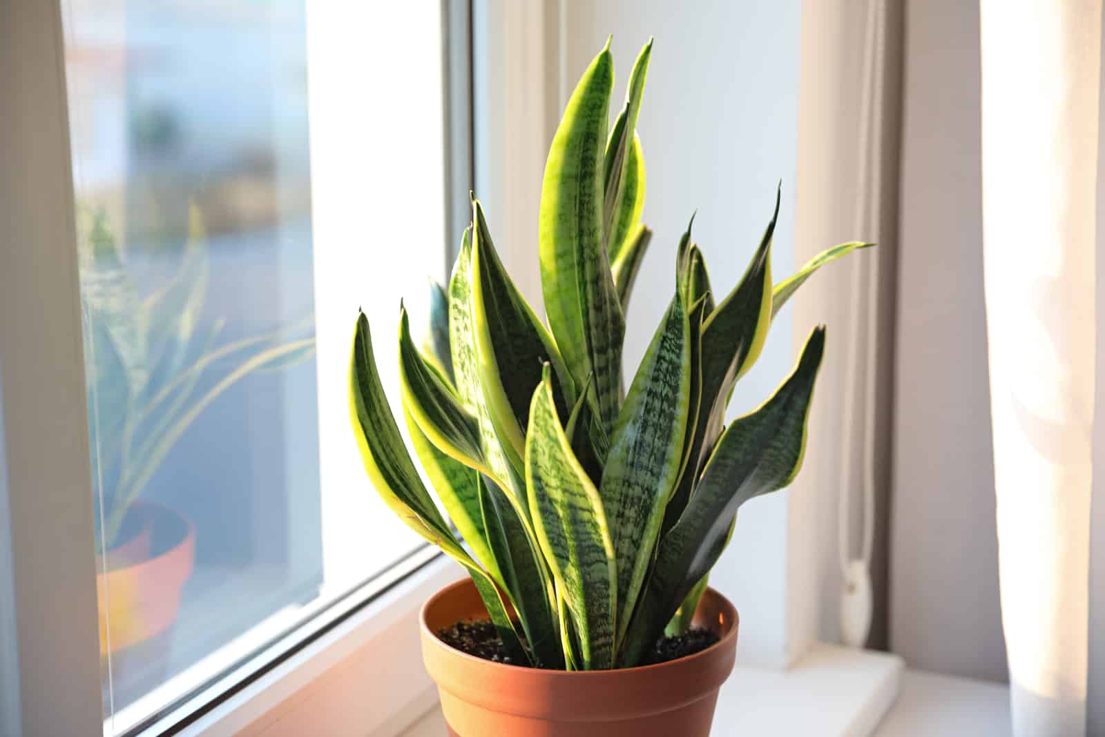 Garden and plant products