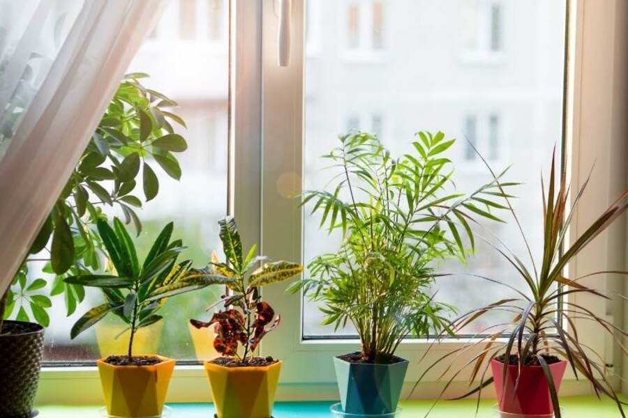Plants and landscaping supplies