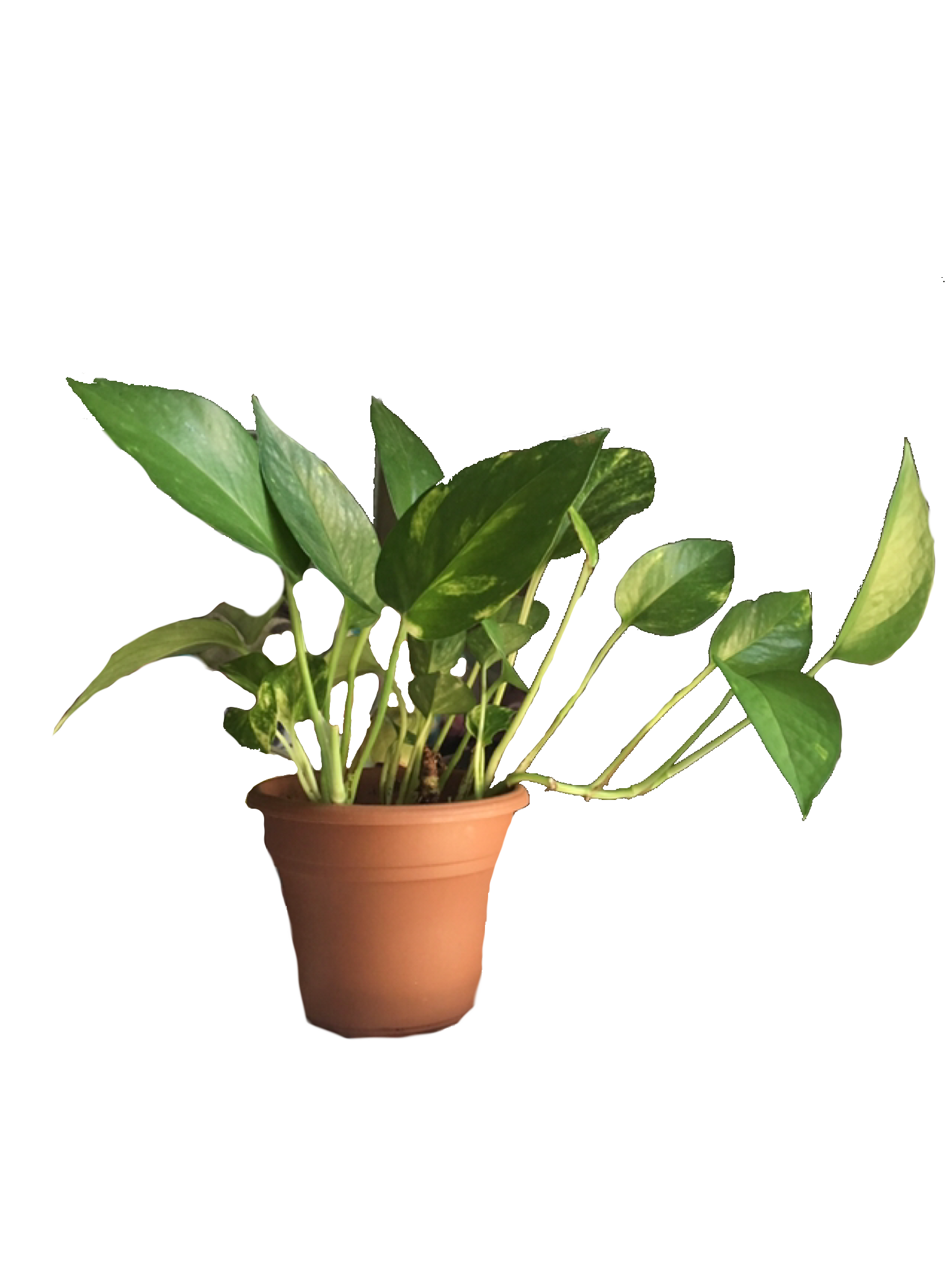 Qatar Plants services