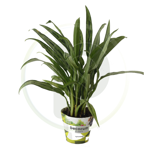 Aglaonema Cutlass 50 cm