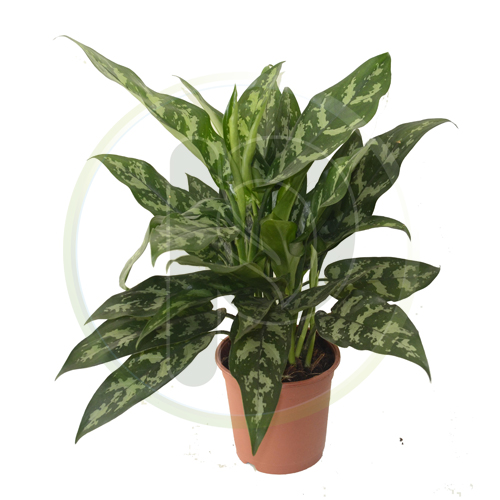 Aglaonema Maria 50 cm