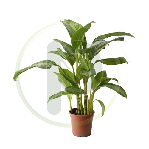 Aglaonema Silver 70 cm