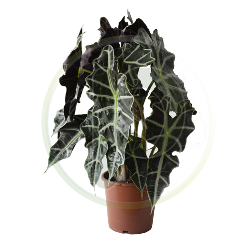 Alocasia Polly 60 cm