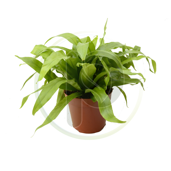 Asplenium nidus 35 cm