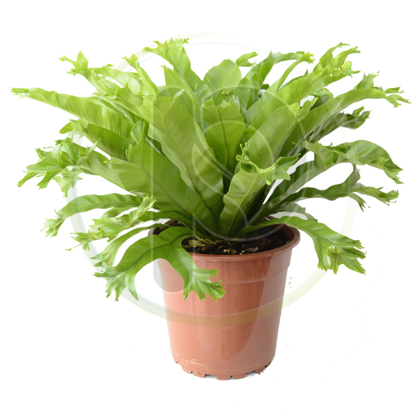Alocasia Crissie 55 cm