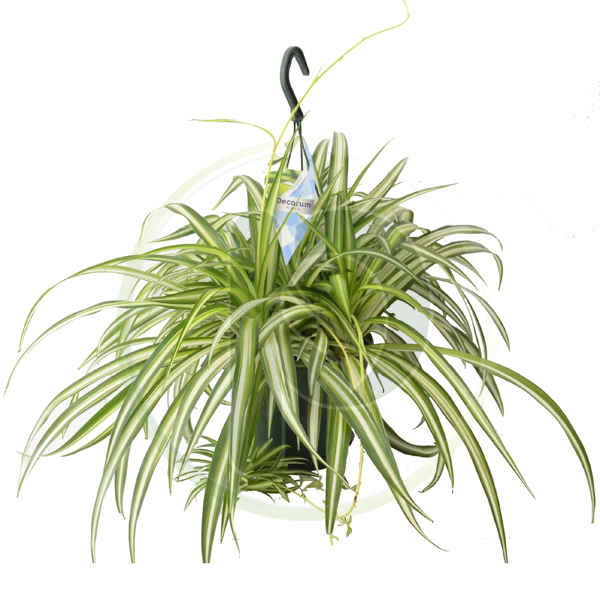 Chlorophytum Var (Hanging)