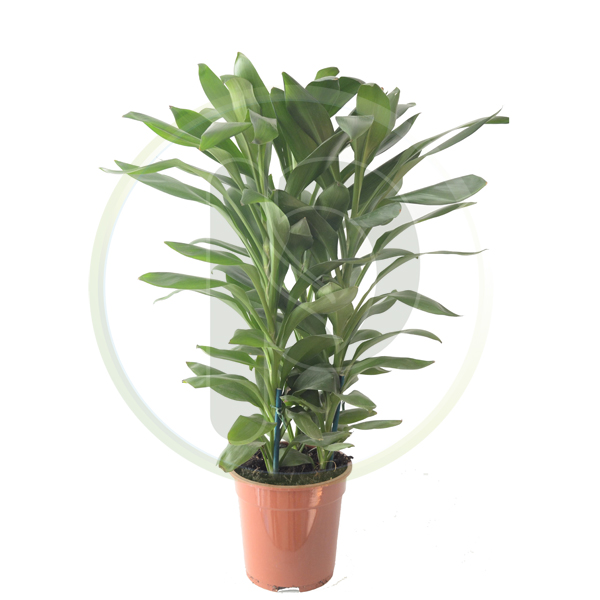 Cordyline Glauca