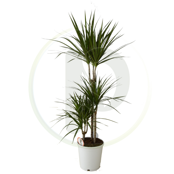 Dracaena Marginata 3pp