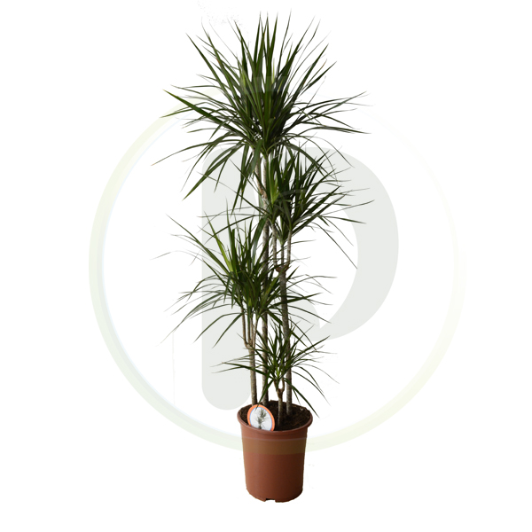 Dracaena Marginata 4pp