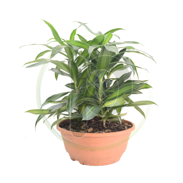 Dracaena Reflexa Jamaica