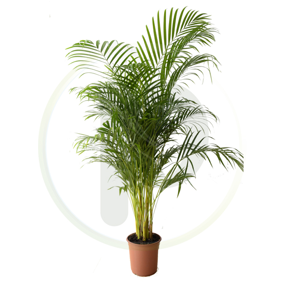 Dypsis Lutescens 170 cm