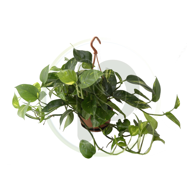 Epippremnum Hanging