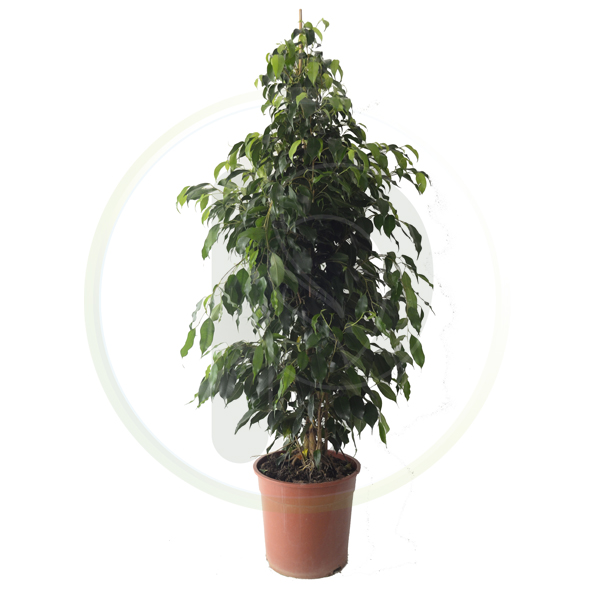 Ficus Danita (Benjamina)