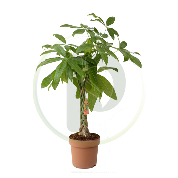 Pachira Aquatica 120 cm