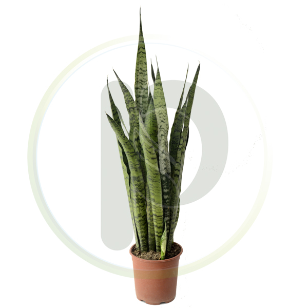 Sansevieria Black Coral