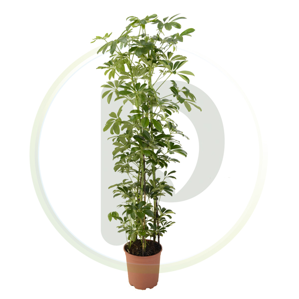 Schefflera Compacta 160-170 cm