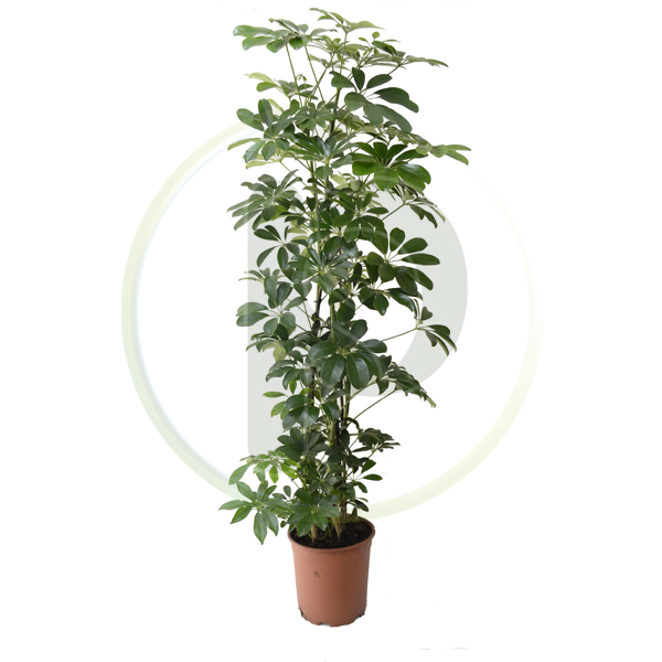 Schefflera Compacta 120-130 cm