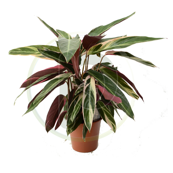 Stromanthe Triostar 75 cm
