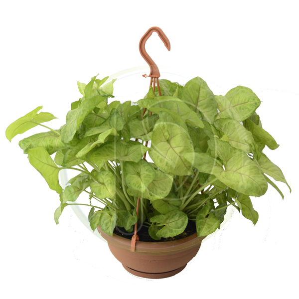 Syngonium Hanging