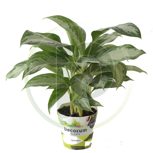 Aglaonema Maria Christina 35 cm