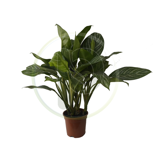 Aglaonema Commotatum 70 cm