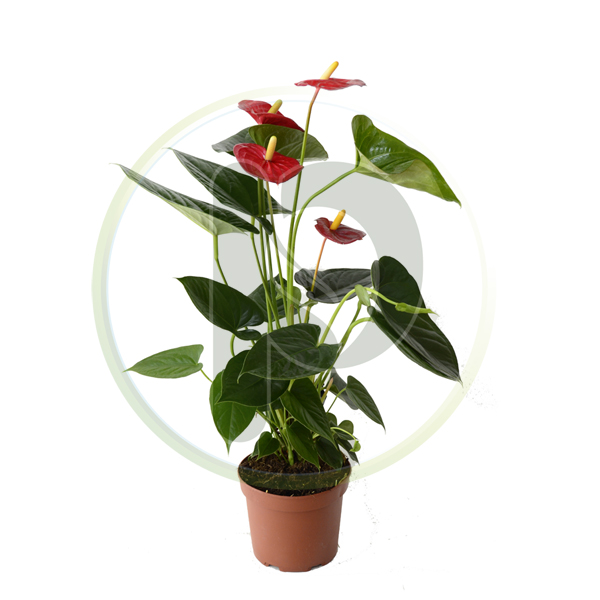 Anthurium Red 75 cm