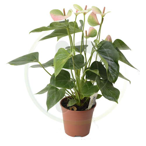 Anthurium White-Pink 40 cm