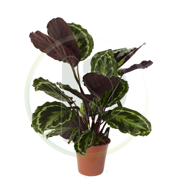 Calathea Mix