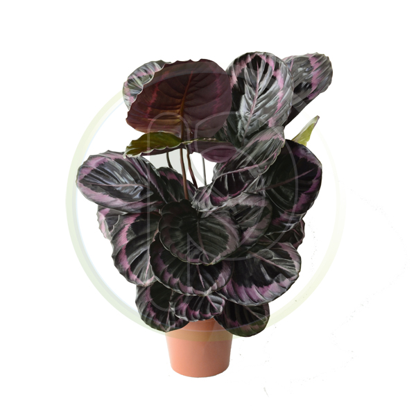 Calathea Rosea Pictea 75-80 cm