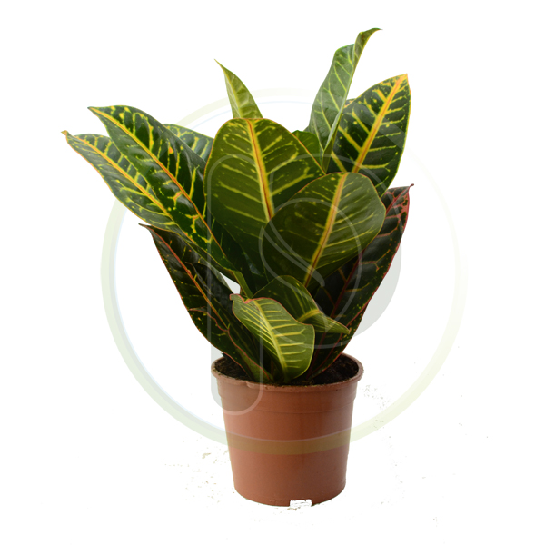 Codiaeum Petra