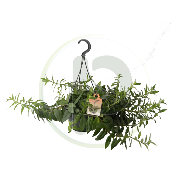 Columnea Krakatau (Hanging)