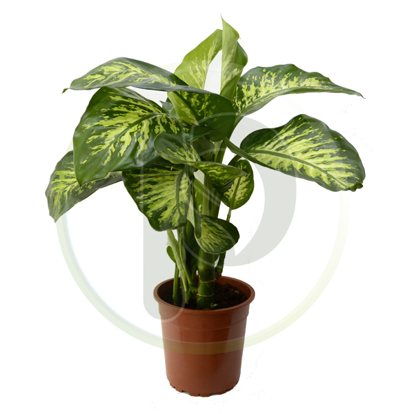 Dieffenbachia Tropic
