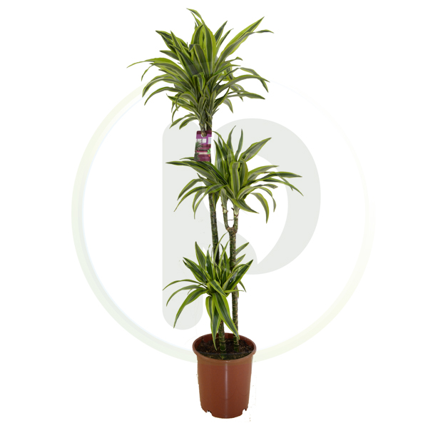 Dracaena Lemon Lime