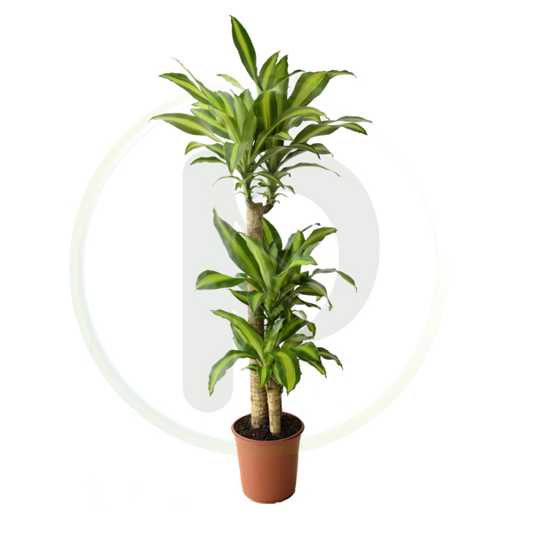 Dracaena Massangena 3pp