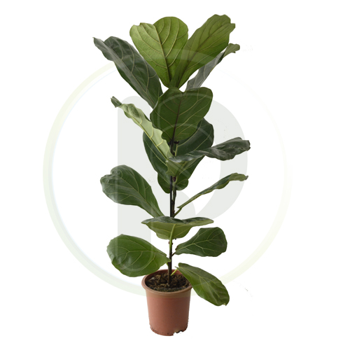Ficus Lyrata