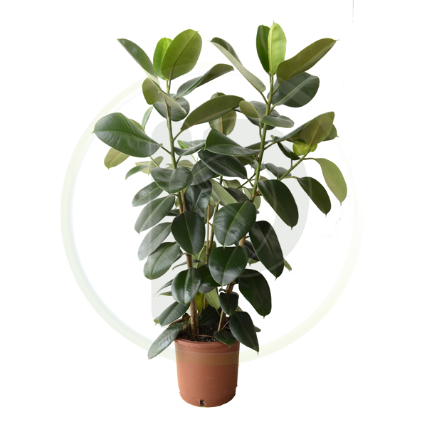 Ficus Robusta 3pp 150 cm