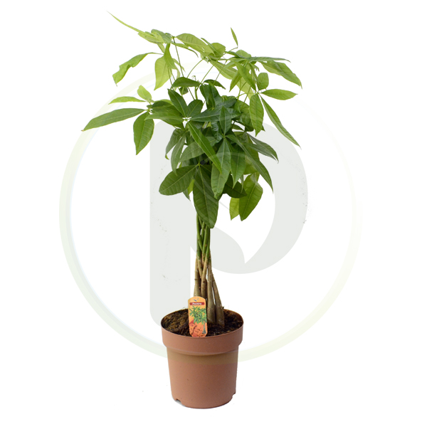Pachira Aquatica 90 cm