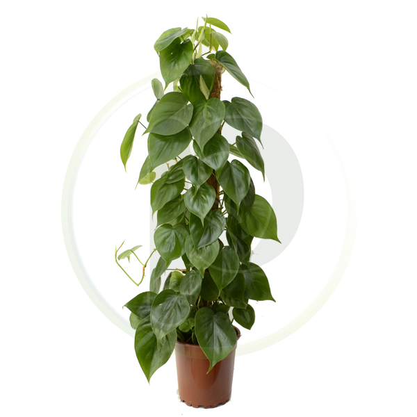 Philodendron Scandens 80 cm