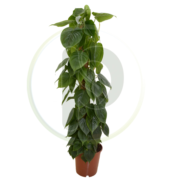 Philodendron Scandens 120 cm