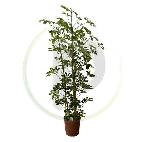 Schefflera Gold 130-140 cm