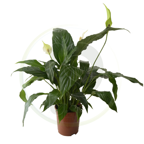 Spathiphyllum 50 cm