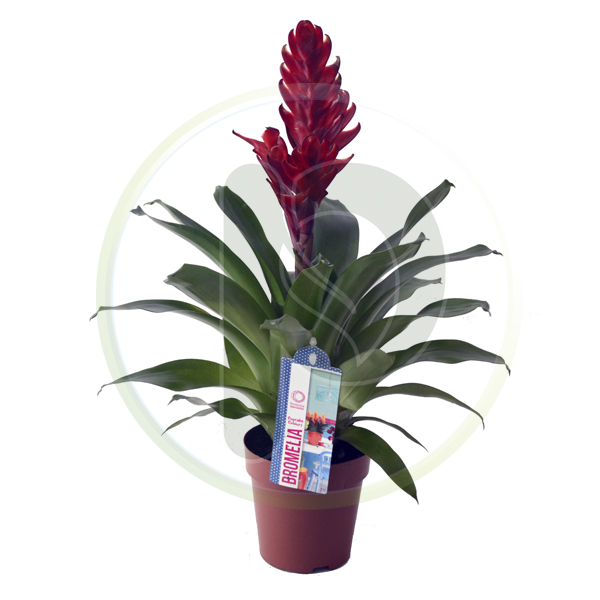 Vriesea Cupcake (Bromalia)