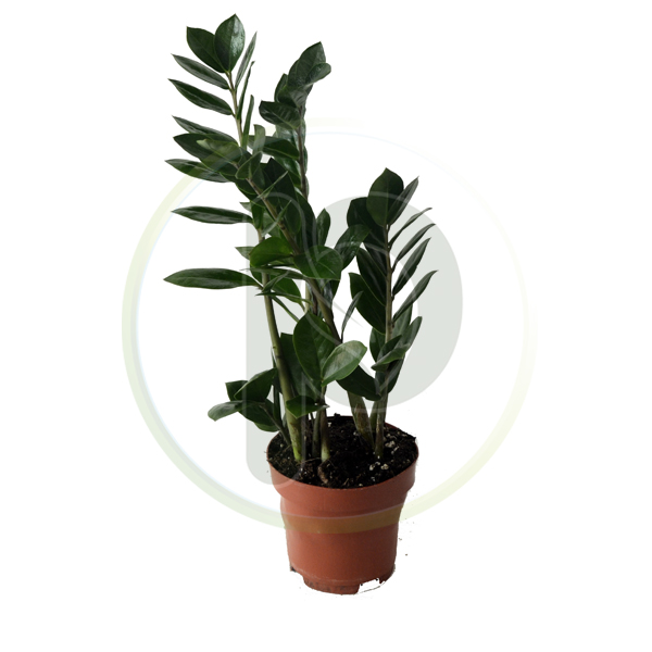 Zamioculcas 4br 45 cm