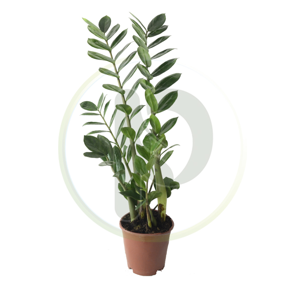 Zamioculcas zamiifolia