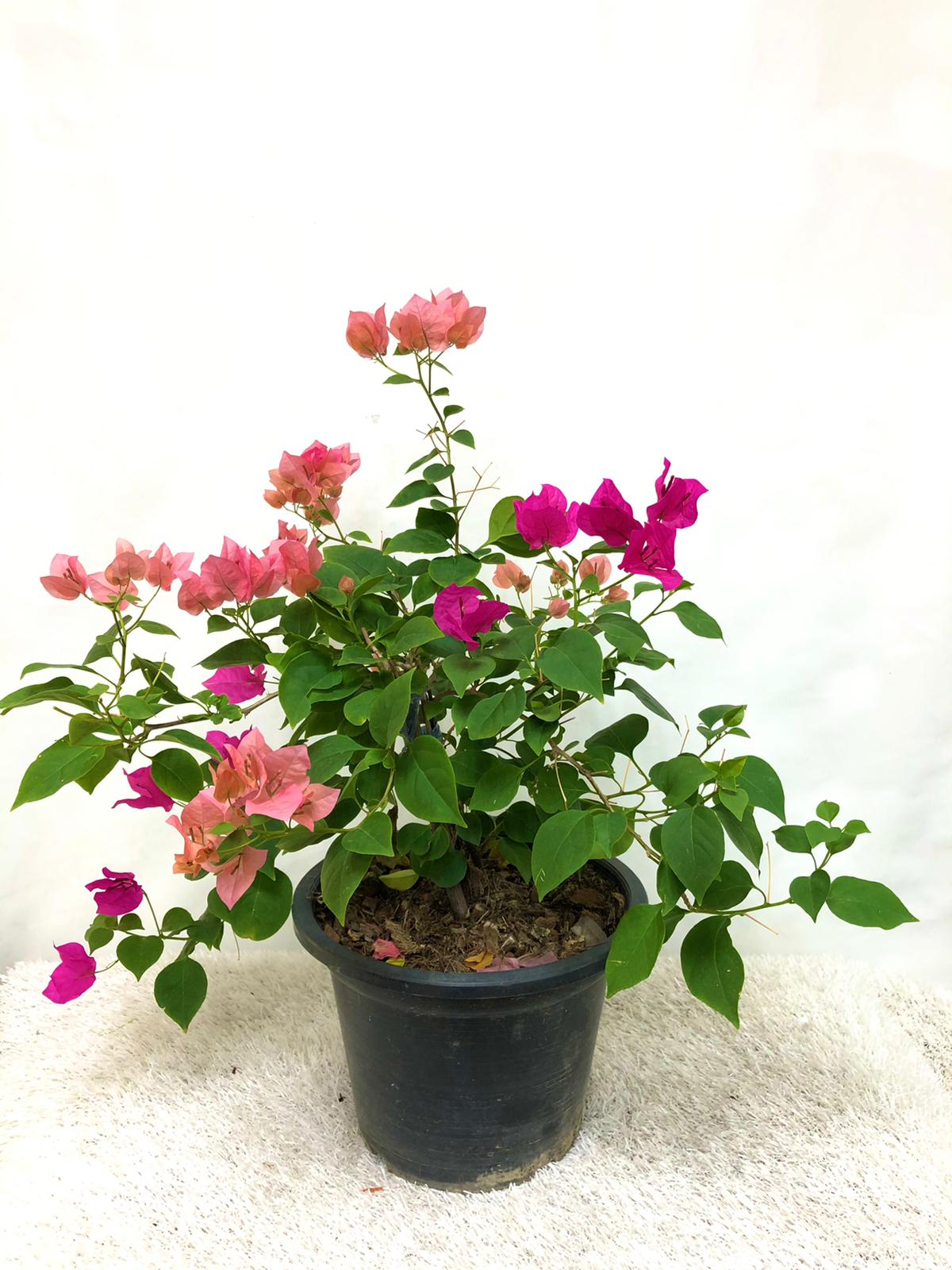Bougainvillea Plant
