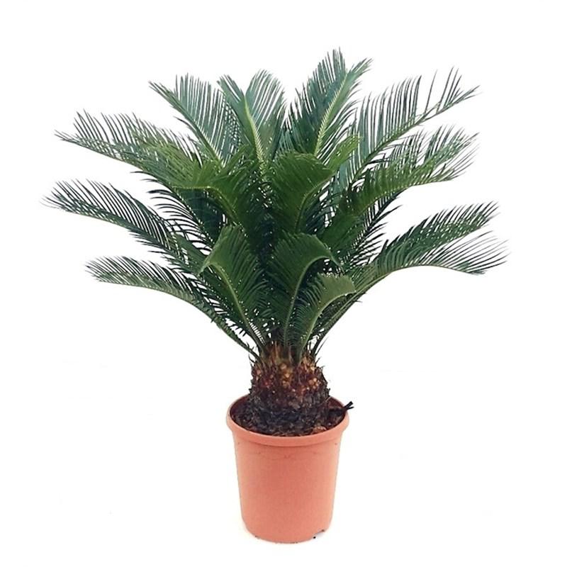 Cycas Revoluta