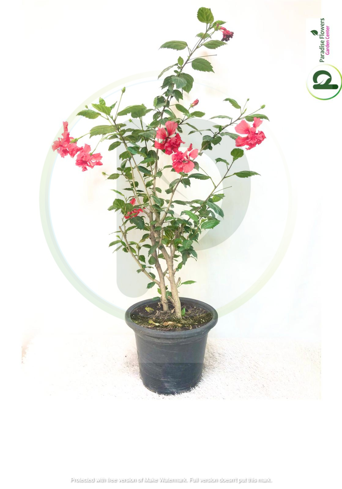 Hibiscus